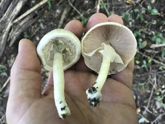 Agaricus pocillator