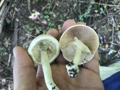 Agaricus pocillator