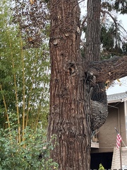 Calocedrus decurrens