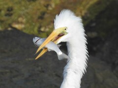 Ardea alba egretta