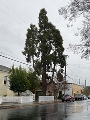 Calocedrus decurrens