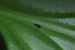 Aphis