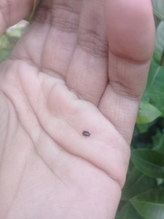 Histeridae