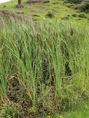 Typha orientalis