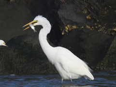 Ardea alba egretta