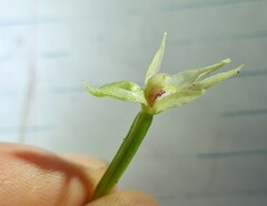 Adenochilus gracilis