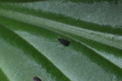 Aphis