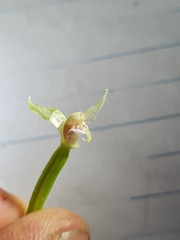 Adenochilus gracilis