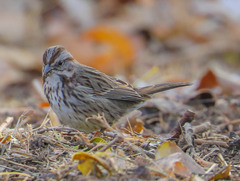 Melospiza melodia