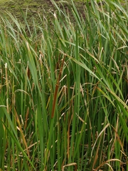 Typha orientalis