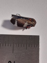 Eurymeloides pulchra