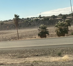 Washingtonia robusta