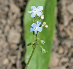 Hackelia micrantha
