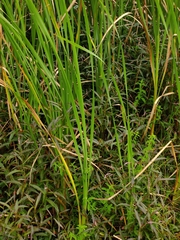 Typha orientalis