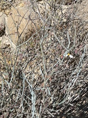 Hoffmannseggia intricata