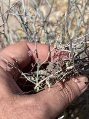 Hoffmannseggia intricata