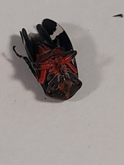 Eurymeloides pulchra