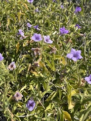 Ruellia californica californica