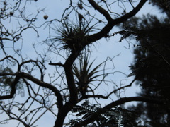 Tillandsia bourgaei