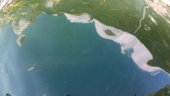 Megalops atlanticus