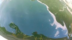 Megalops atlanticus