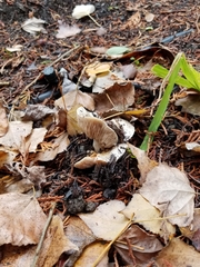 Hebeloma crustuliniforme