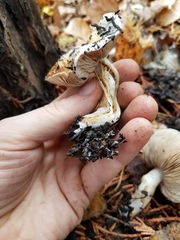 Hebeloma crustuliniforme