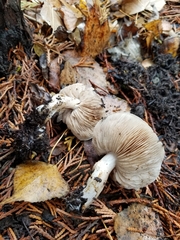 Hebeloma crustuliniforme