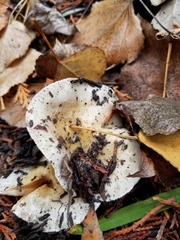 Hebeloma crustuliniforme