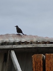 Cinclodes patagonicus