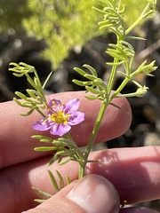 Fagonia palmeri