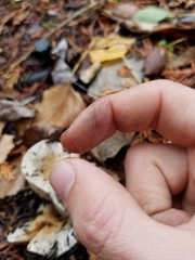 Hebeloma crustuliniforme