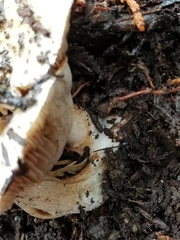 Hebeloma crustuliniforme
