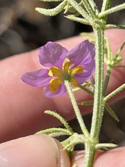 Fagonia palmeri