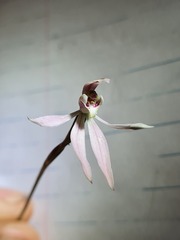 Caladenia variegata