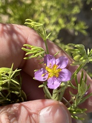 Fagonia palmeri