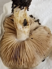 Hebeloma crustuliniforme