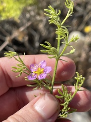 Fagonia palmeri