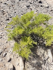 Fagonia palmeri