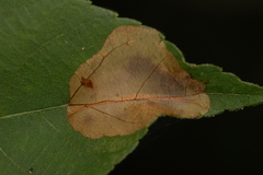 Cameraria caryaefoliella