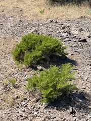 Fagonia palmeri