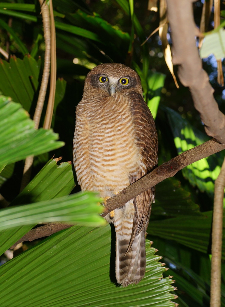 Rufous Owl photo