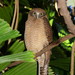 Rufous Owl - Photo (c) Reiner Richter, some rights reserved (CC BY-NC-SA), uploaded by Reiner Richter