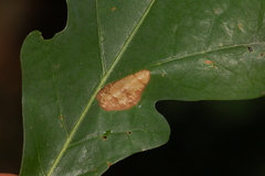 Phyllonorycter aeriferella