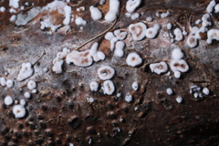 Peniophora albobadia