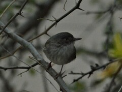 Hemitriccus margaritaceiventer