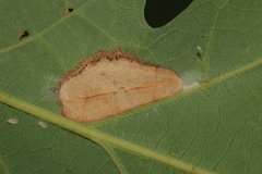 Phyllonorycter aeriferella