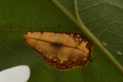Phyllonorycter aeriferella