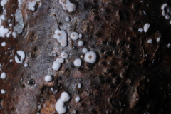 Peniophora albobadia