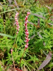 Persicaria decipiens